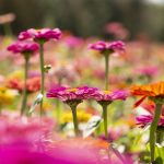 U-Pick Flower Field